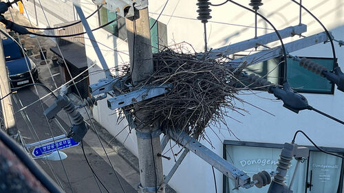 까치집 (사진=연합뉴스)