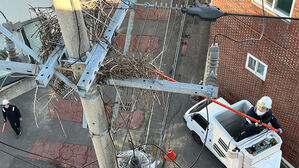 "철거해도 둥지가 또"&hellip;대구&middot;경북서 조류 정전 피해 2배 증가