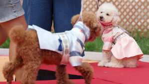 소비자원 "반려동물 매매 피해 '질병&middot;폐사' 최다&hellip;계약서 부실"