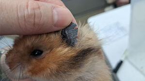 피 철철 나는데 '찰칵'&hellip;청소기로 빨아들이고 생방송까지 