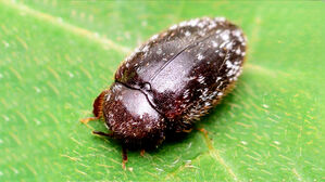 "인도에서 주로 사는데&hellip;" 소양강에서 발견된 뜻밖 정체