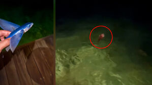 물고기 불쌍해 기껏 풀어줬더니&hellip;선의가 부른 반전 결말