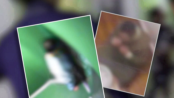 [단독] 들이받고 부수고…정신질환 재소자 난동 '비상'