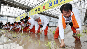 "추위 누그러졌네" 이천서 전국 첫 모내기