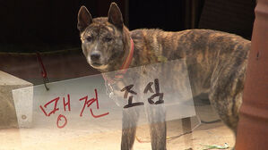 뛰쳐나가 '콱', 행인&middot;택배원까지 중상&hellip;"경고했잖아" 황당