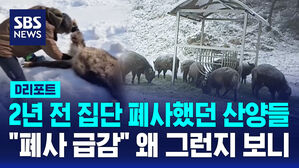 [D리포트] 2년 전 집단 폐사했던 산양들&hellip;"폐사 급감" 왜 그런지 보니