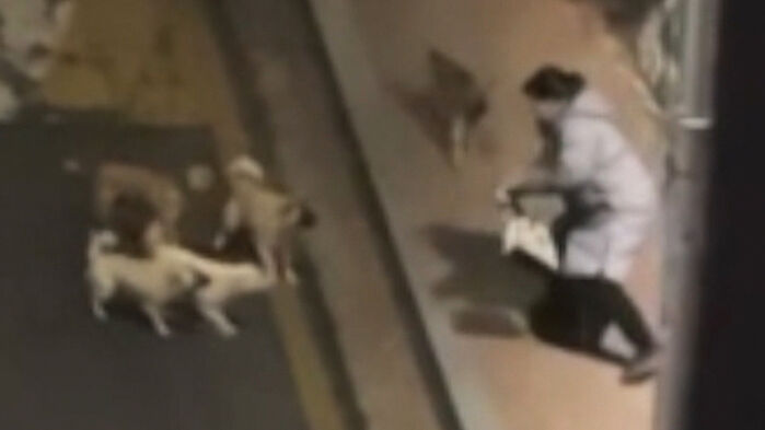 골목서 울려퍼진 비명…"너무 무섭다" 밤마다 공포