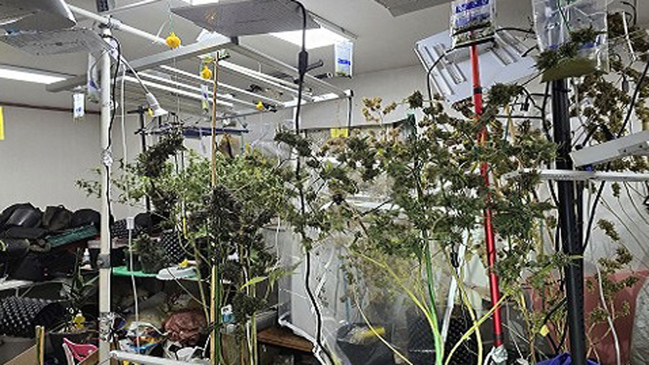 마약합수본이 적발한 대마 재배 시설 (사진=마약범죄 정부합동수사본부 제공, 연합뉴스)