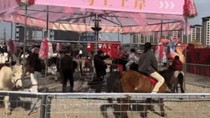 관광지 등장한 '5분 회전목마'&hellip;"살아있는 말" 발칵 