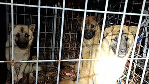 전주 아파트에 들개떼 잇단 출몰&hellip;'시민 위협 추정' 3마리 포획