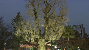 900년 세월 품고 20m '우뚝'&hellip;천연기념물로 지정