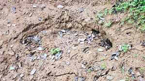 명절 앞두고 사라진 산소&hellip;파묘 범인 '충격'