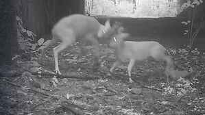 "대박" 공개된 영상&hellip;희귀한 장면들 '가득'