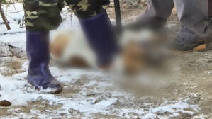 "잘 키울게요" 곧바로 돌변&hellip;집 앞서 '잔혹한 도살'