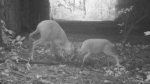 사냥하는 담비&middot;힘 겨루는 노루&hellip;희귀 영상 공개
