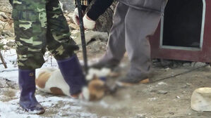 잘 키운다더니&hellip;공공기관서 입양한 반려견 도살