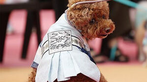 "강아지 한복에 반려견 떡국까지" 반려동물 대우도 사람처럼