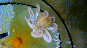 2년간 쏟은 노력의 결실&hellip;"전 세계서 처음" 환호