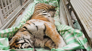 "돈 벌려고" 호랑이 뼈 끓이려다&hellip;베트남서 덜미