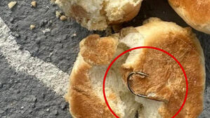 반려견 먹었으면 어쩔 뻔?&hellip;먹이 위장 '낚싯바늘'에 발칵