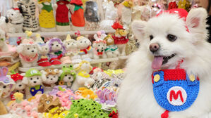 "반려동물은 가족"&hellip;펫보험 작년 신규 계약 40% 급증