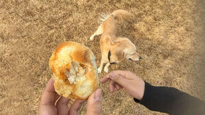 반려견 놀이터에 의문의 물체&hellip;갈라봤다가 기겁한 이유