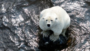 [더 시그널] "온난화로 유전자 변이도"&hellip;생존 위한 사투