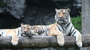 봉화 백두대간수목원 호랑이 남매 "6살 생일 맞아요"