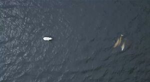 [취재파일] 북극에 생긴 일 ② 온난화로 북극곰 유전 변이까지?