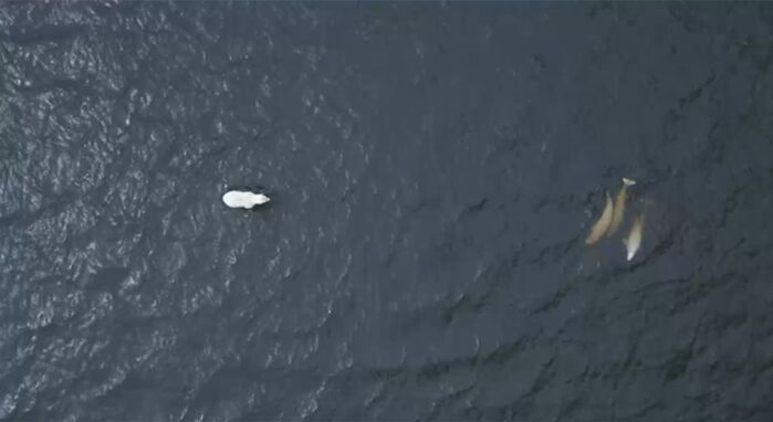 벨루가 사냥을 준비하는 북극곰, SBS 고래와 나 3화 중