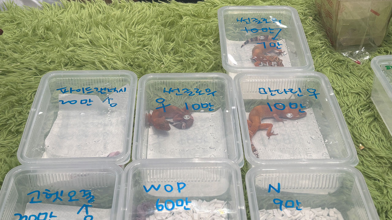 작은 플라스틱 통에 갇힌 도마뱀들 (사진=연합뉴스)