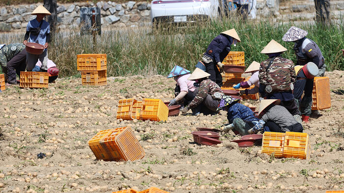 Foreign agricultural worker harvesting potatoes (The photo above is unrelated to the article content.)