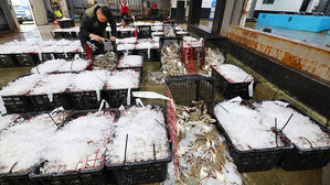 인천 꽃게 총 어획량, 지난해보다 36% 감소&hellip;어민들, "남는 게 없다" 반발