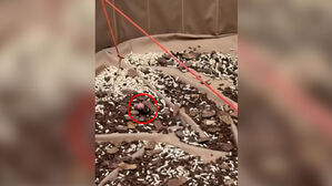 "살아있는데" 대롱대롱&hellip;'어린이 행사' 논란