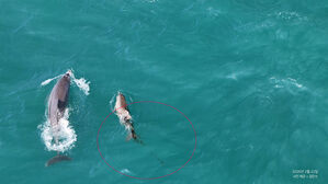 제주바다 어린 남방큰돌고래 폐어구에 감겨 등지느러미 잘려