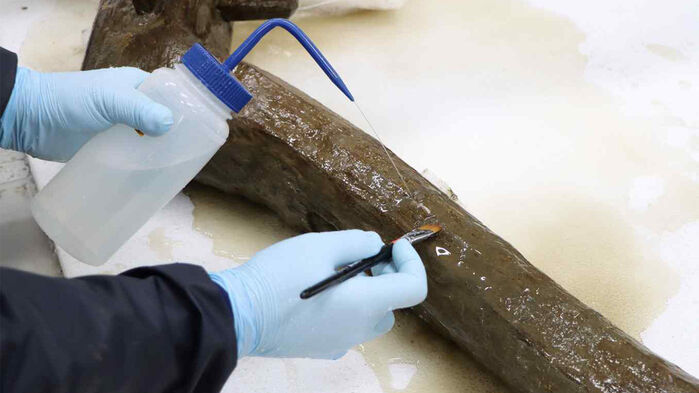 보존 처리 과정