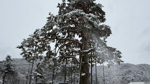 '가지 부러질라'&hellip;속리산 정이품송 긴급 제설