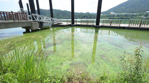 낙동강 수질 개선 대책&hellip;녹조 심한 여름에도 '1등급' 목표