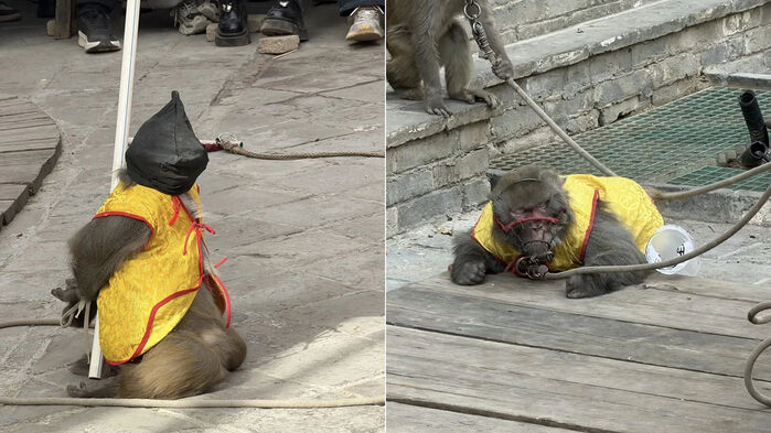 중국서 원숭이 총살 공연 (사진=중국 소셜미디어 웨이보 캡처, 연합뉴스)