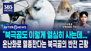[AFTER 8NEWS] "북극곰도 이렇게 열심히 사는데"&hellip;온난화로 멸종한다는 북극곰의 반전 근황