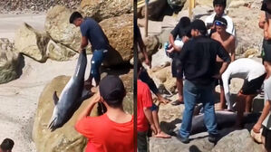 해변에 떠밀려오자 흉기로&hellip;"명백한 학대" 충격 영상