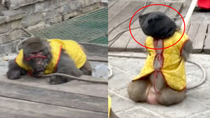 동물로 만든 '총살쇼'&hellip;중국서 포박&middot;입마개 연출 공연 논란