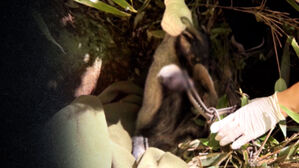 국립공원 곳곳에 숨겨놨다&hellip;"밟으면 절단, 사람도 위험"