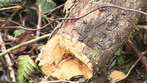 고사목 3그루 잡으려다&hellip;멸종위기 1급 자생지 '훼손'