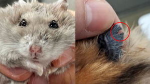 잔혹 학대에 조롱글&hellip;"쥐새끼 못 키우겠다" 또 분양