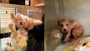 오물로 엉키고 뼈 앙상&hellip;"폐업한 곳인데" 처참한 광경