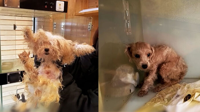 오물로 엉키고 뼈 앙상…"폐업하더니" 처참한 광경