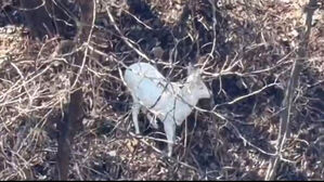 "집에서 휴대폰 줌 당기고 화들짝"&hellip;온몸 새하얀 정체 