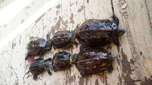 반려동물로 키우더니&hellip;"마구 잡아먹어" 무더기 발견 