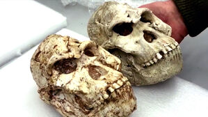 드디어 복원 성공&hellip;"무려 370만 년 전 얼굴"